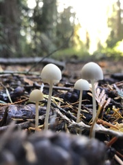 Marasmius calhouniae
