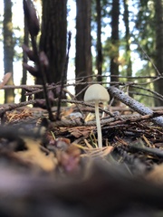 Marasmius calhouniae