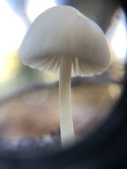 Marasmius calhouniae