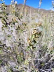 Brickellia laciniata