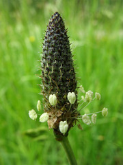 Plantago lanceolata