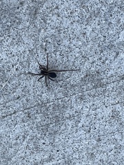 Pardosa