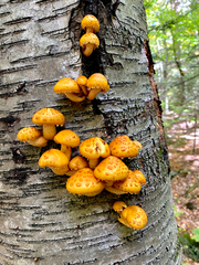 Pholiota aurivella