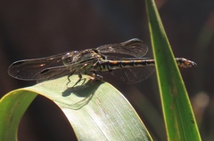 Paragomphus cognatus
