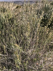 Brickellia laciniata