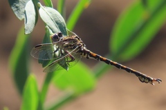 Paragomphus cognatus