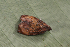 Tortricidae