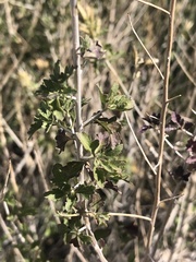 Brickellia laciniata