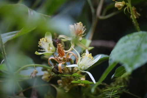 Image of Grewia orientalis by (c) Aravinth, some rights reserved (CC BY)