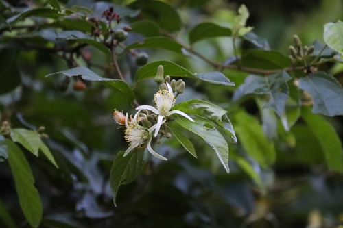 Image of Grewia orientalis by (c) Aravinth, some rights reserved (CC BY)