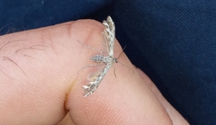 Singularia alternaria