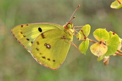 Colias hyale