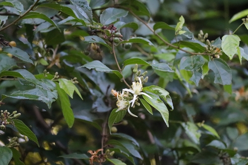 Image of Grewia orientalis by (c) Aravinth, some rights reserved (CC BY)
