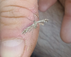 Singularia alternaria