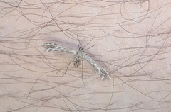 Singularia alternaria