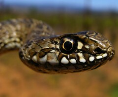 Malpolon monspessulanus