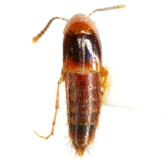 Ischnosoma flavicolle