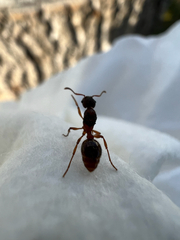 Myrmica