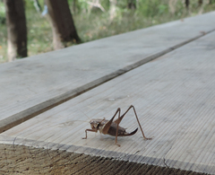 Pholidoptera griseoaptera