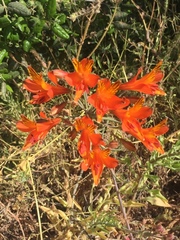 Alstroemeria ligtu simsii
