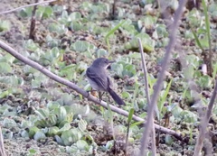 Serpophaga nigricans