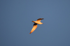 Larus delawarensis