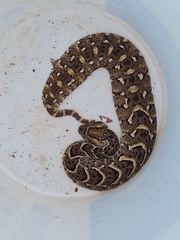 Bitis arietans arietans