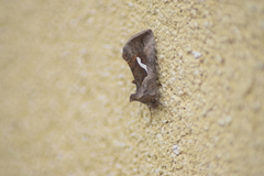 Macdunnoughia confusa