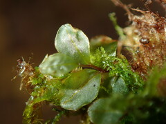 Mniaceae