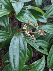 Viburnum davidii