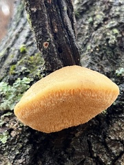 Pseudospongipellis unicolor