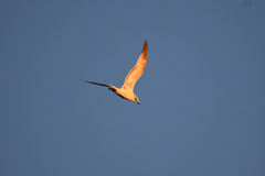 Larus delawarensis