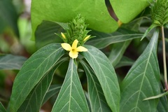 Barleria oenotheroides