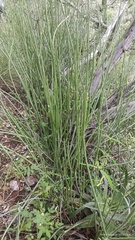 Euphorbia rossiana
