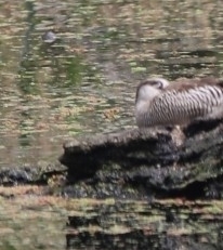 Malacorhynchus membranaceus