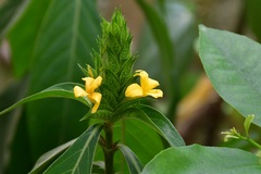Barleria oenotheroides