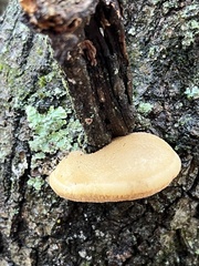 Pseudospongipellis unicolor