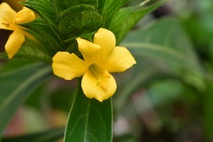 Barleria oenotheroides