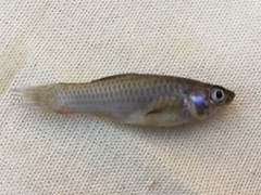 Poeciliidae