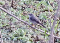 Serpophaga nigricans