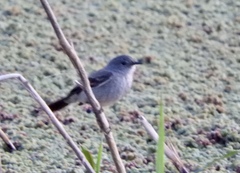 Serpophaga nigricans