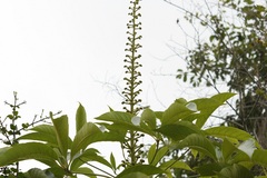 Oreopanax langlassei