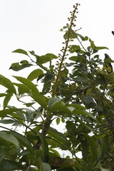 Oreopanax langlassei