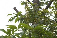 Oreopanax langlassei