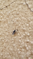 Nysius