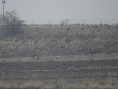 Columba livia domestica