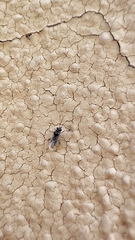 Nysius