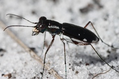 Cicindela scabrosa