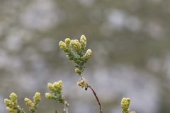 Thesium euphorbioides