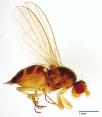 Neoleria inscripta